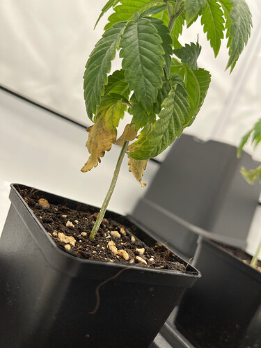 Growreport Bild 9