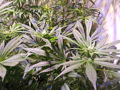 Growreport Bild 3