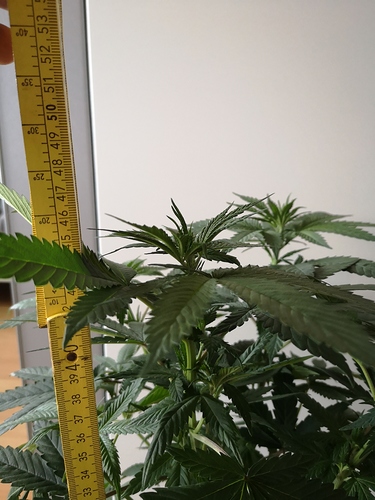 Growreport Bild 16