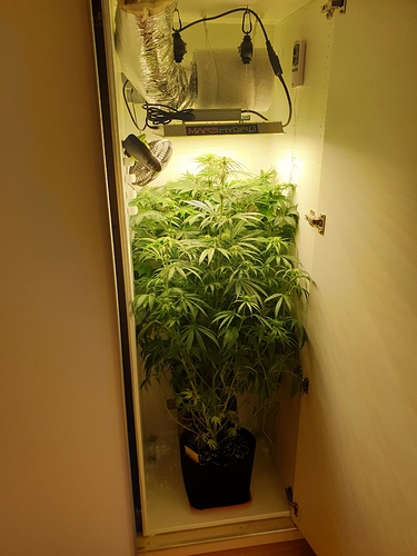 Growreport Bild 3