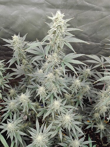 Growreport Bild 8
