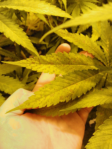 Growreport Bild 6