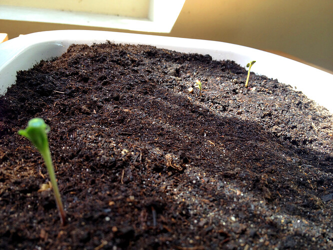 Growreport Bild 46