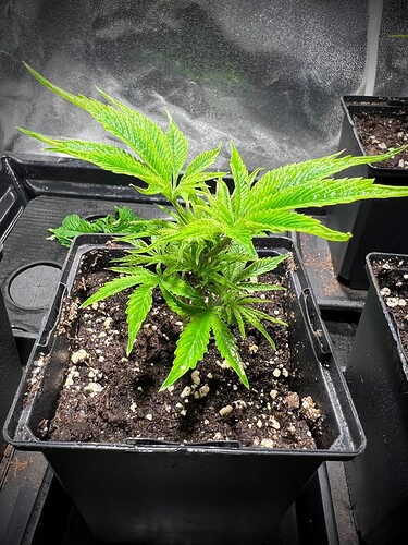 Growreport Bild 3