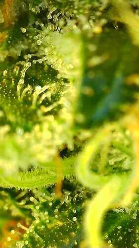 Growreport Bild 9