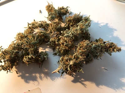 Growreport Bild 6
