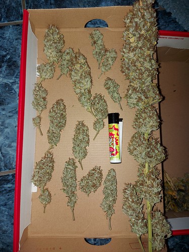 Growreport Bild 30