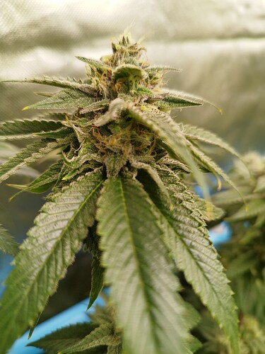 Growreport Bild 11