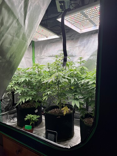 Growreport Bild 2