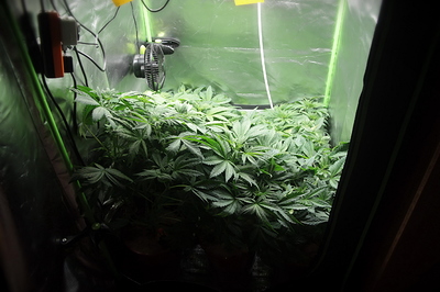 Growreport Bild 1