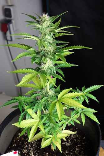 Growreport Bild 55