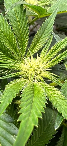 Growreport Bild 8
