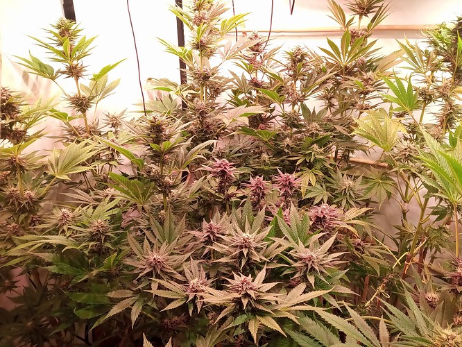 Growreport Bild 16