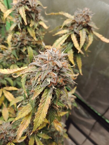Growreport Bild 3