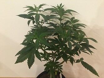 Growreport Bild 3