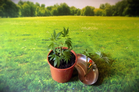 Growreport Bild 13