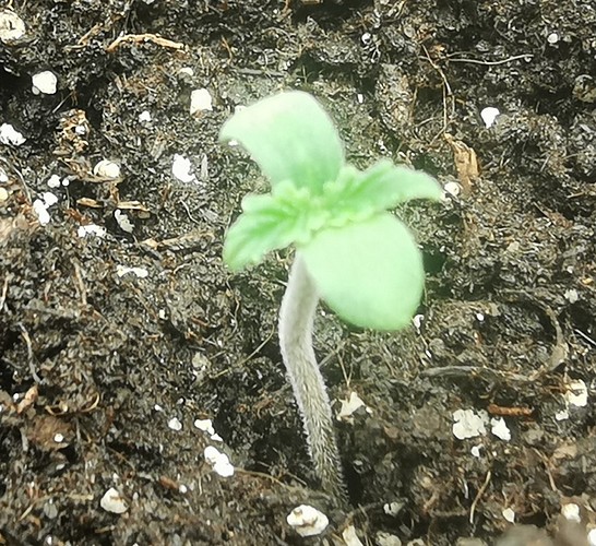 gg01 vt1 2240 - Kopie