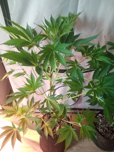 Growreport Bild 25