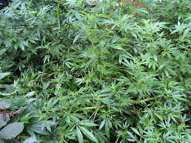 Growreport Bild 9