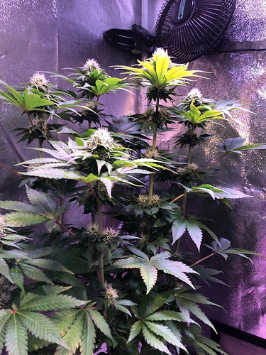 Growreport Bild 33