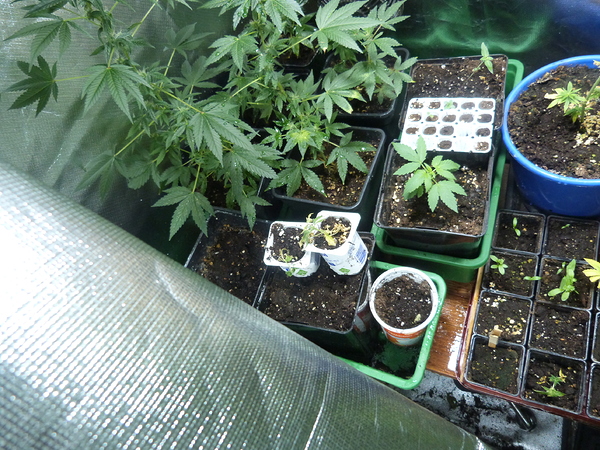 Growreports 1a, 1b1, 1b2,1c1, 1c2, FINISHED - Growreports - Forum