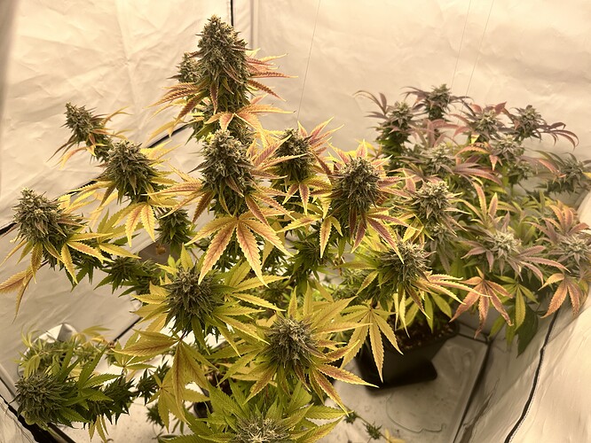 Growreport Bild 3