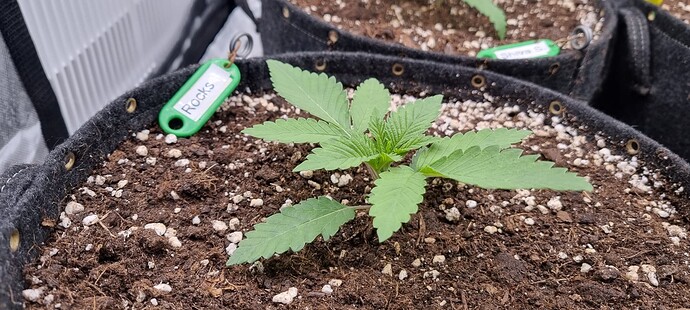 Growreport Bild 6