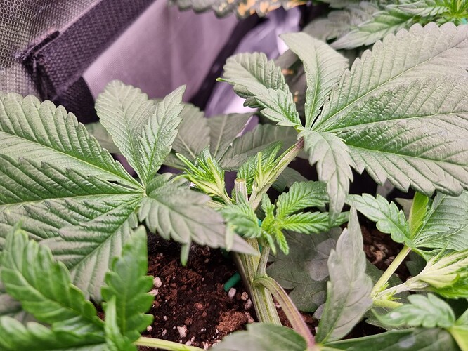Growreport Bild 12