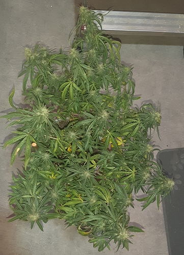 Growreport Bild 2