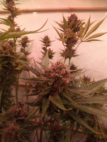 Growreport Bild 65