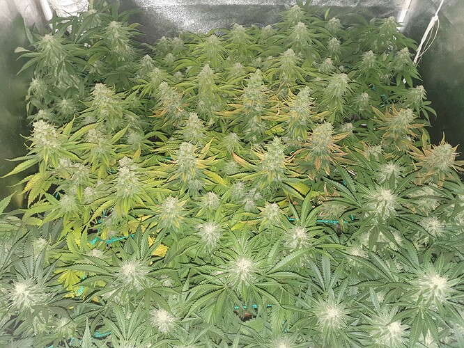 Growreport Bild 3