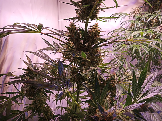 Growreport Bild 5