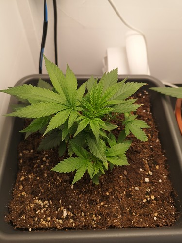 Growreport Bild 4