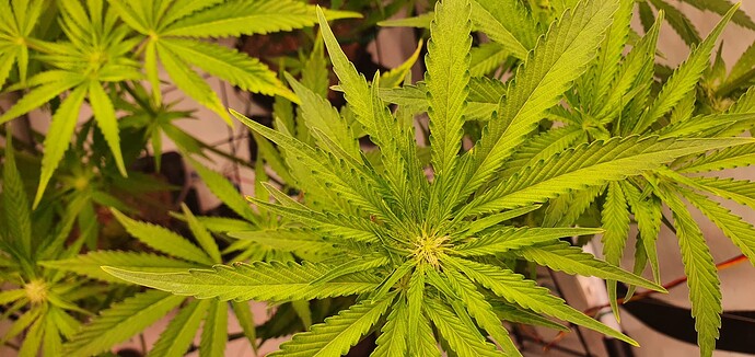 Growreport Bild 7