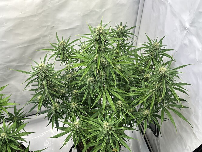 Growreport Bild 7