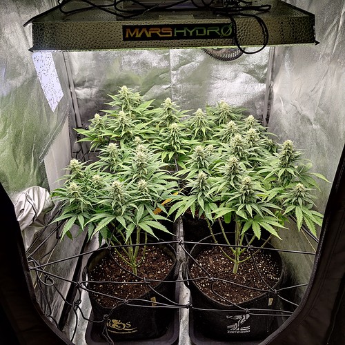 Growreport Bild 1