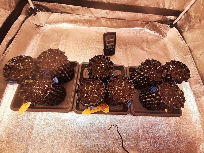Growreport Bild 1