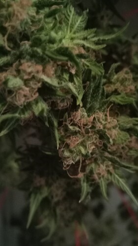 Growreport Bild 37