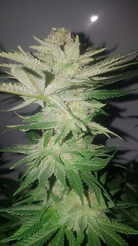 Growreport Bild 2