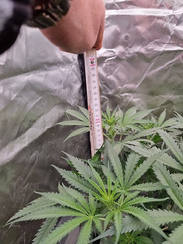 Growreport Bild 9