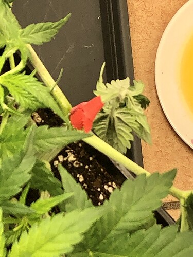 Growreport Bild 1