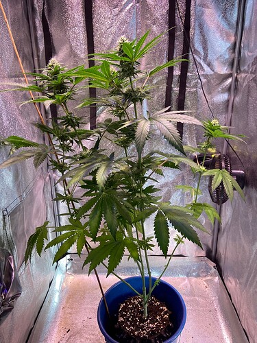 Growreport Bild 3