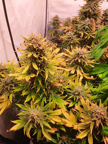 Growreport Bild 2