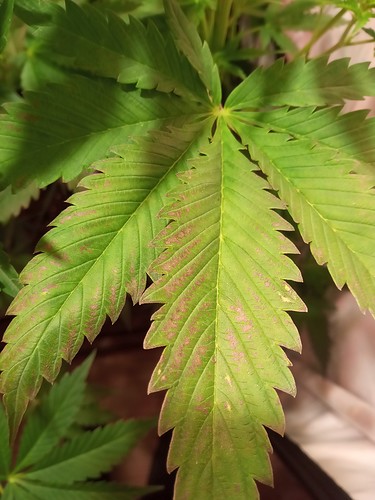 Growreport Bild 34