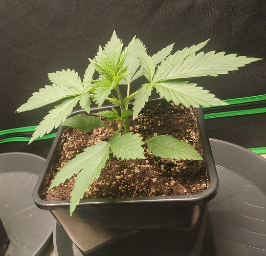 Growreport Bild 33