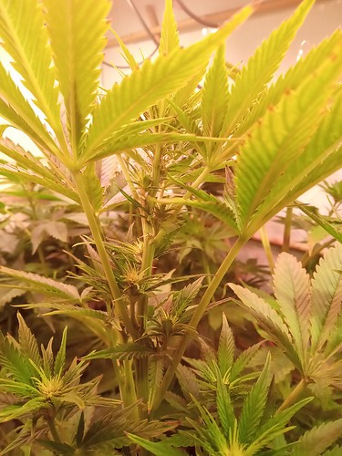 Growreport Bild 43