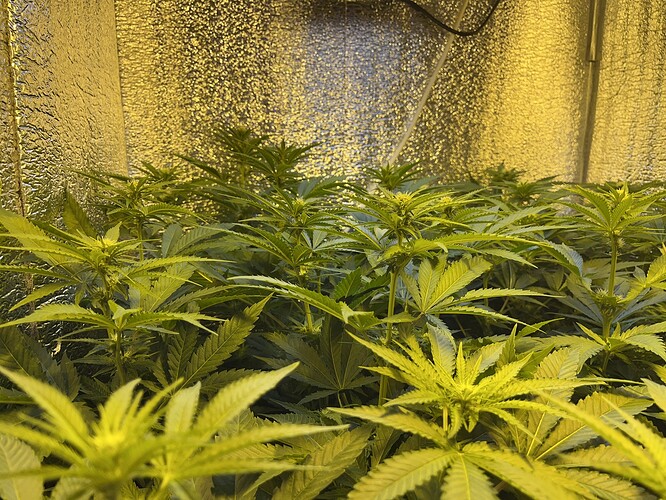Growreport Bild 3