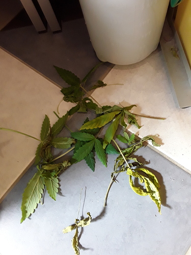 Growreport Bild 3