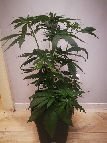 Growreport Bild 3