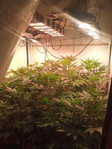 Growreport Bild 4